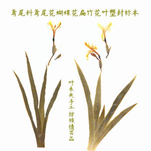 Exploring Yellow Iris Butterfly & Snow Lily Iris: Teaching Aids for Cognitive Lessons