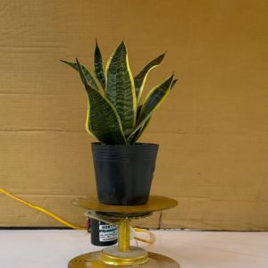 Cây Lưỡi Hổ Thái Lùn - Cây Lưỡi Hổ Viền Vàng