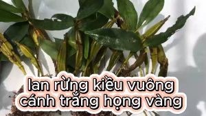 Lan rừng kiều vuông hàng giề hoa cánh trắng họng vàng nhanh phát triển