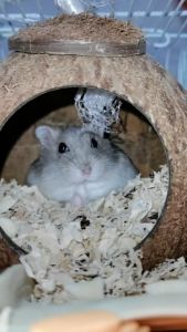 รังนกแก้ว บ้านกะลาชูก้า บ้านกะลากระรอก บ้านกะลานก กะลามะพร้าวทั้งลูก บ้านกะลา บ้านชูการ์ บ้านกระรอก บ้านนก แบบขัดเรียบ