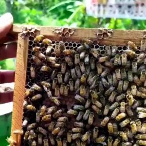 Madu Afifah 99 - Madu Murni Asli 460 ml - Madu Multiflora - Madu Randu - Madu Rambutan - Madu Asli Grade A 100% Alami Pure Natural Raw Honey