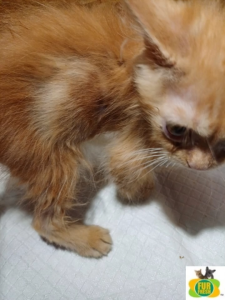 Fur Fresh Antiseptic & Anti-fungal Solution Spray | 80ml fungus cat sporo ubat kurap luka kucing