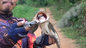 เหยื่อปลอม ธันเดอร์ พลลัวธ์ 5 สี น้ำหนัก 8 กรัม ฟรีบอดี้ และลวดกันฟันปลา เนื้อยาง เหนียว นิ่มกำลังดี ปลากัดติดง่าย