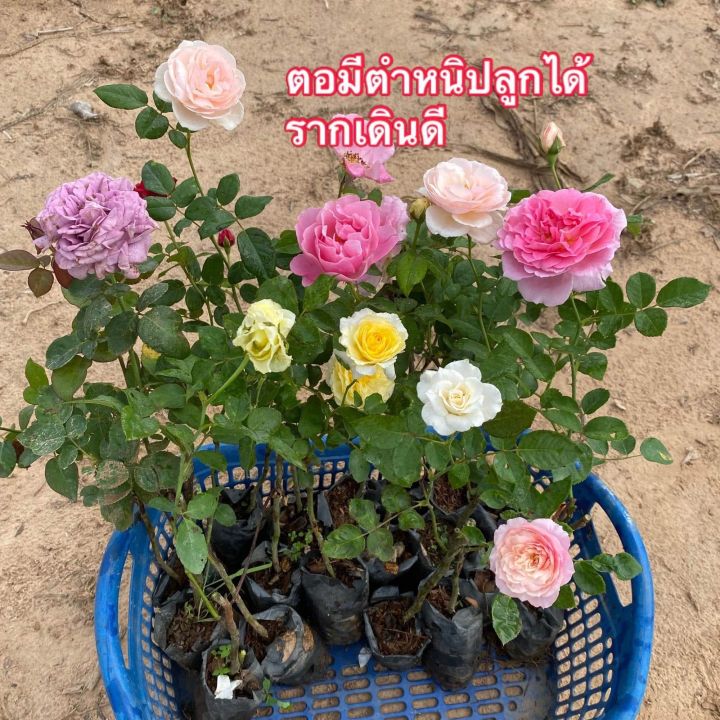 กุหลาบในถุงชำ ต้นละ 29 บาท ซื้อ 5 แถม 1 ฟรี 💥 พร้อมส่งทุกวัน ต้นกุหลาบ ...