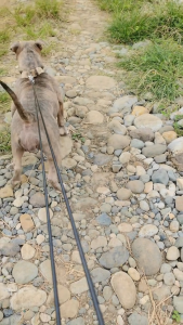 Newfe Stainless Steel Dog Leash Nut Lock Design Double-Headed Hook Pet Leash Heavy Duty Cable Steel Wire