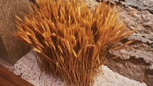 100Pcs Bunga Kering Hias Dekorasi Padi Kering Artificial Buket Dried Flower Wheat Gandum