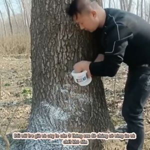 Thuốc diệt cây lớn gỗ lớn gói to 500g diệt được các loại cây to lớn tre già cỏ dại (Phiên bản mạnh mẽ)