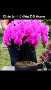 Chậu Hoa Lan Cắm Sẵn Chậu Hoa Lan Hồ Điệp 10 Nhánh Trang Trí Nhà Cửa Khách Sạn Văn Phòng DGH-471