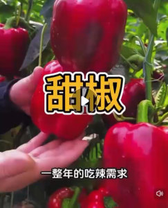 Pelbagai Jenis Biji Lada Benggala(35 Seeds) /各种灯笼椒籽/Different Types of Pepper Capsicum Seeds