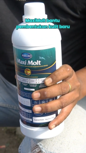 Deluso X Bluecore MaxiMolt Suplemen Udang Vaname Lobster Untuk Percepat Molting Dan Produktivitas