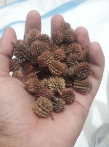 biji cemara kering buat kerajinan tangan 50 pcs / bunga Cemara duren Durenan buat kerajinan tangan