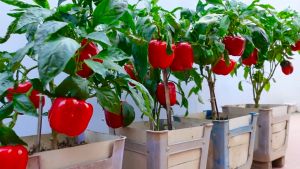 SULIT PACK (20PCS SEEDS) - BONSAI BELL PEPPER/FOR POTS AND CONTAINER/FAST GROWING/HIGH YIELDING
