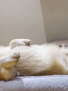 AP AIMAYAPET 6pcs/Pack Pet No Washing Gloves for Cats and Dogs Bathing Grooming Easy To Use Just Lather-Wipe Dry Ideal Pets Wipes Cleaning