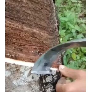 Pisau Sadap Karet Crocodile Bulat Super Tajam