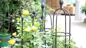 ซุ้มกุหลาบ โครงกุหลาบเลื้อย 145cm*28cm ท่อเหล็กเคลือบ PE กันสนิม กันสนิม ทนทาน ซุ้มกุหลาบเลื้อย ซุ้มไม้เลื้อย