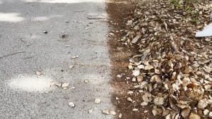 Sapu Taman Besi Garuk / Leaf Rake / Stainless Steel Garuk Daun / Peralatan Berkebun