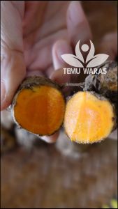 Biang Kunyit 1kg atau Biang Kunir Segar Organik Asli Gunung