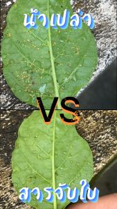 สารจับใบ เพิ่มคุณภาพการยึดจับ ติดแน่น ทนนาน ลดต้นทุนการใช้ปู 1 ลิตร เพิ่มผลผลิต ขายส่งราคา โรงงาน