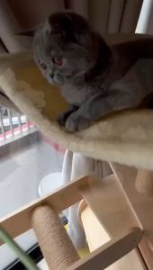 Candy Cat Teaser Stick | Mainan Kucing Teaser Candy | 猫咪逗猫棒羽毛铃铛玩具