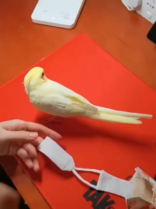 PetCoCo 🐾 Parrot Diaper Bird Costume Bird Training Potty Train Baju Burung | 宠物鸟衣服鹦鹉服装尿不湿屎兜尿裤 鸽子飞行服