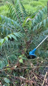 Máy cắt cỏ pin cầm tay máy cắt công nghiệp dùng pin MAKITA 40V KHÔNG CHỔI THAN cỡ lớn 10 inch pin 15cell bảo hành 12 thg