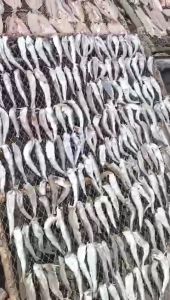 KHÔ CÁ MỐI NGUYÊN CON THƠM NGON - VỰA KHÔ TÚ SƯƠNG - KHÔ CÁ MỐI NGUYÊN CON CÀ MAU