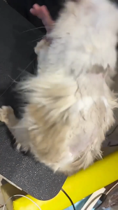 7 in 1 Cat Dog Vacuum Cleaner Suction Clipper Tool Pet grooming Shaver Microphone Multifunctional Hair Combing Electric