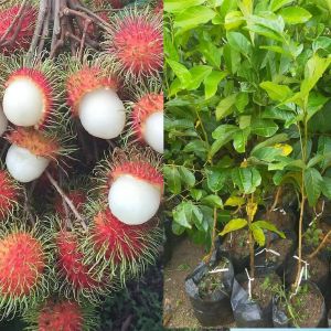 Bibit Tanaman Buah Rambutan Binjai Okulasi Siap Tanam