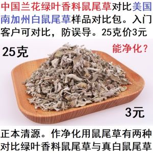 California White Salvia Officinalis Purification Degaussing Contrast Chinese Orchid Green Leaf Spice Salvia Officinalis Sample 25G
