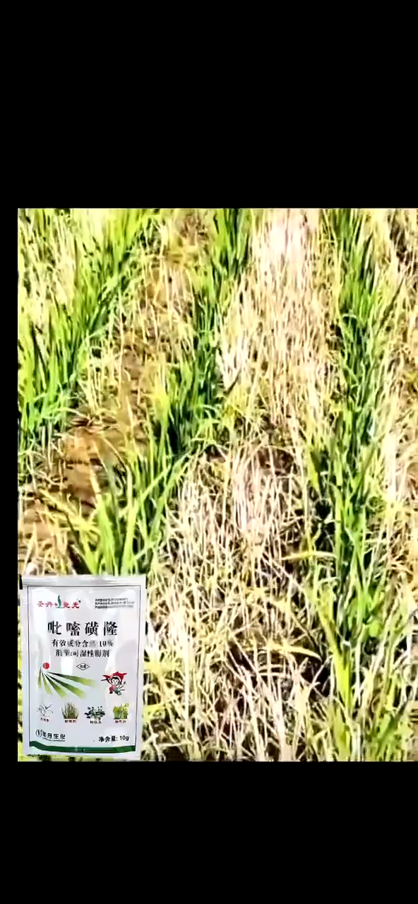 ไม่เป็นอันตรายต่อข้าว! สารกําจัดวัชพืชนาข้าว เข้มข้นมาก สําหรับวัชพืชในนาข้าว หญ้าหนาม หญ้าหูหนู 1 ชุด ผสมน้ําได้ 60 แมว