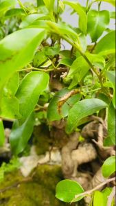 Trà lá ổi giảm cân hiệu quả (Trà búp ổi lá ổi non nguyên chất) - Thảo Dược Hạnh Nguyên