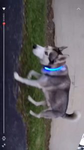 Nylon LED Pet Night Safety Flashing Glow In The Dark Dog LeashDogs Luminous Fluorescent Collars Pet Supplies