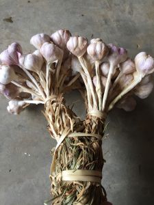 กระเทียมไทยมัดจุก (มีต้น) 1 กก