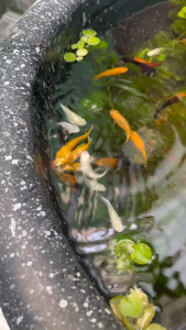 Hủ 100 gram Cám Dán - Thức Ăn Cá Cảnh Dùng Dán Thành Bể Tiện Lợi Ngắm Cá Cực Chill Thành Phần Dinh Dưỡng Đa Dạng