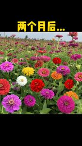 Biji Benih Bunga Zinnia Warna Campur Mixed Flower Zinnia Seeds