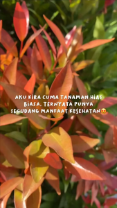 Daun Pucuk Merah Segar / Obat Herbal Daun Pucuk Merah Segar Herbal Alami