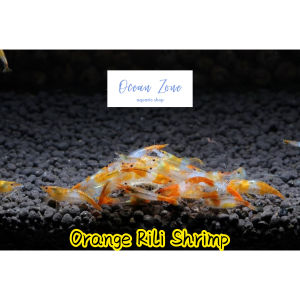 【Ocean Zone】Orange Rili Shrimp – 2pcs/5pcs (Neocaridina) - Live Shrimp with DOA
