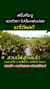 โปรยกลัง ปุ๋ยน้ำแมกม่า Maxma ศูนย์จำหน่ายแมกม่า สารเสริมประสิทธิภาพปุ๋ยและยา ชุดใหญ่ โปรถูกใจชาวสวน kaideeshop888 ของแท้100%