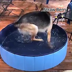 Outdoor Pet Bathing: A Guide to Portable & Foldable Pet Pools