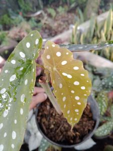 bunga begonia polkadot