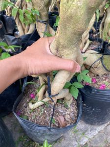 Phôi cây hoa giấy Mỹ lớn