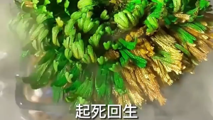 rose of Jericho 复活草 遇水就活 易养小叶卷柏  live easily when in contact with water. Small leaved Juniperus is an indoor/outdoor plant that is easy to cultivate 九死还魂草 室内/室外植物