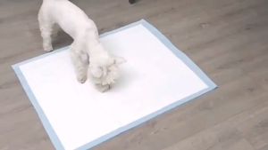 10PCS Super Absorbent Pet Diaper Dog Training Pee Pads ForCats Dog Diapers Cage Mat Pet Supplies