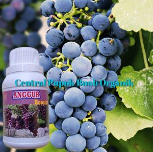 Pupuk Booster Anggur Untuk Semprot dan Kocor Agar Cepat Berbuah Lebat