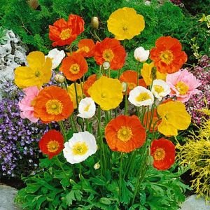 200 BUTIR BIJI/BENIH ICELAND POPPY PAPAVER MIX