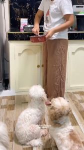 Luscious Recipe Real Meat Tasty Dog Wet Food Cat Wet Food Pure Meat Organic No Preservatices Wet Food