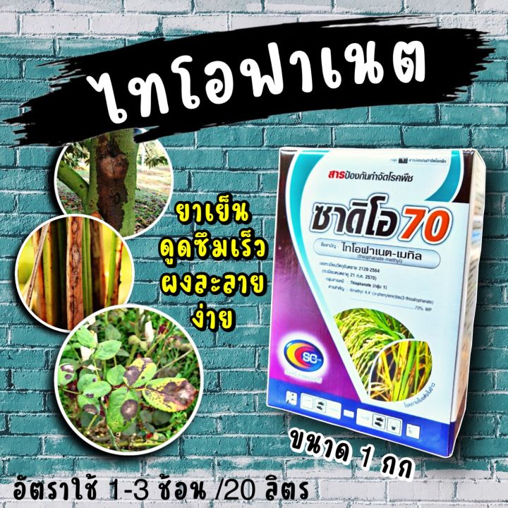 ไทโอฟาเนต-เมทิล 50 500 กรัม ป้องกันโรคใบไหม้