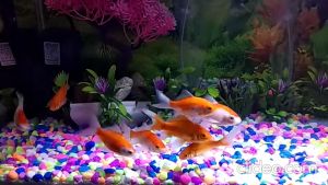 Batu Taiwan Warna Warni KARUNGAN - Hiasan Ikan Hias Aquarium Taman