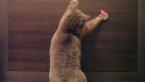 Frontline Plus ฟร้อท์ไลน์ ใช้หยอดกำจัดเห็บ สำหรับหยอดฆ่าเห็บ หยอดหลังคอ, กำจัดเห็บ สุนัข, น้ำหนัก 5-40 Kg