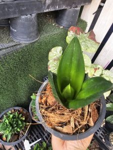 ลิ้นมังกร สีพื้น กระถาง 8. นิ้ว